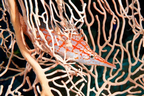 Longnose hawkfish