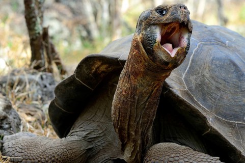 Galapagos giant tortoise