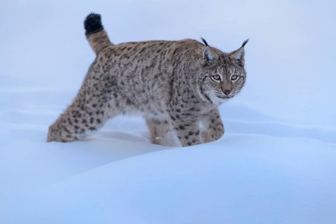 Eurasian lynx