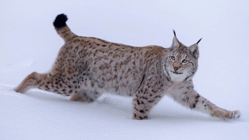 Eurasian lynx