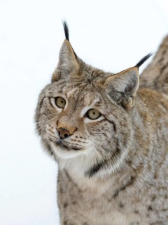 Eurasian lynx