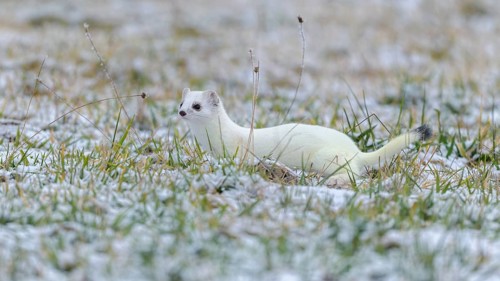 Stoat