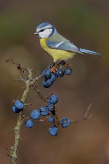 Blue tit