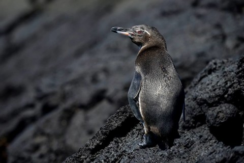 Galapagos Penguin