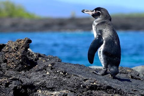Galapagos Penguin