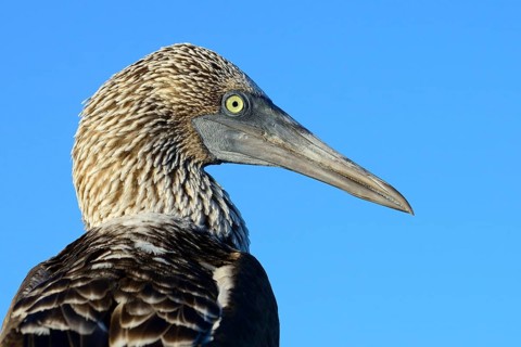 Blue-footed booby