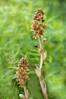 Bird's-nest orchid