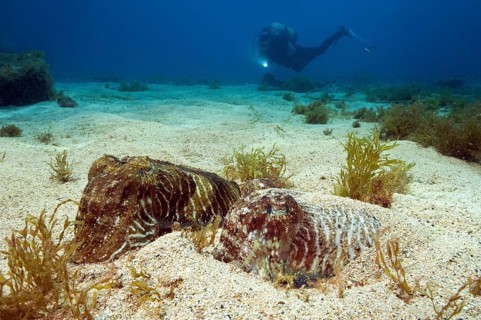 Cuttlefish