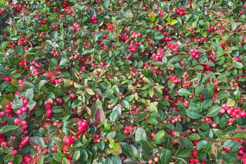 Gaultheria