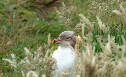 Yellow-eyed penguin