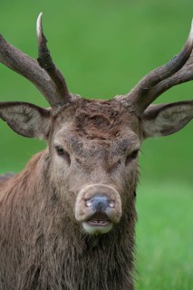 Red deer
