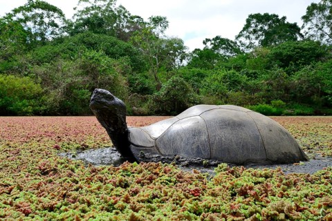 Galapagos giant tortoises