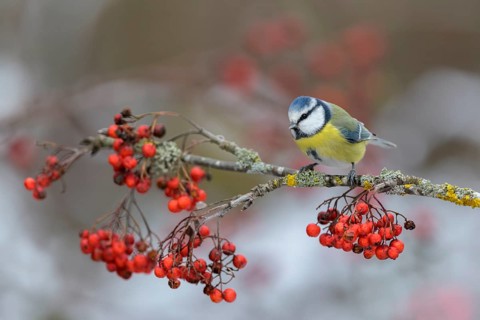Blue tit