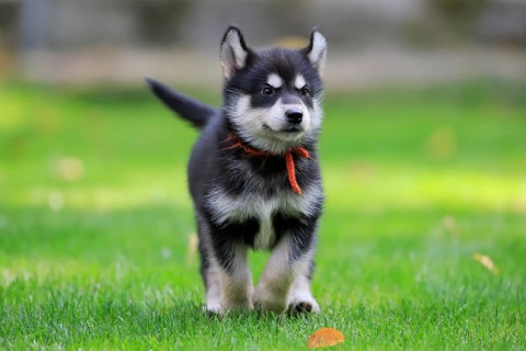 Alaskan Malamute puppy running across the meadow