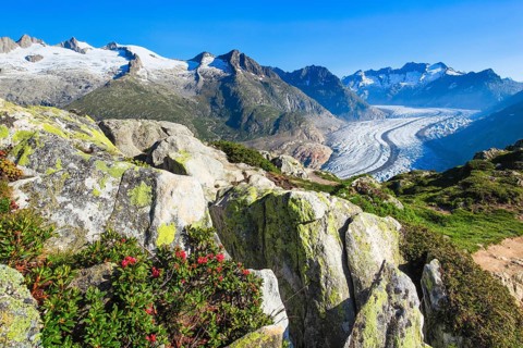 Wannenhoerner and Aletsch glacier with alpine roses
