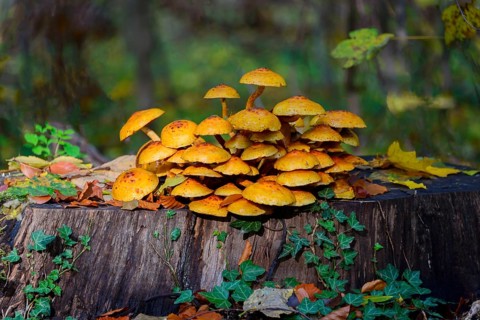 Golden Scalycap