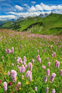Swiss Alps with blooming snake's knotweed