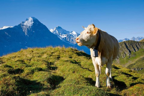 Cow in front of Eiger and Jungfrau