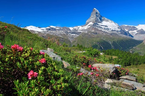 Matterhorn with alpine roses