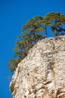 Trees on rock tower