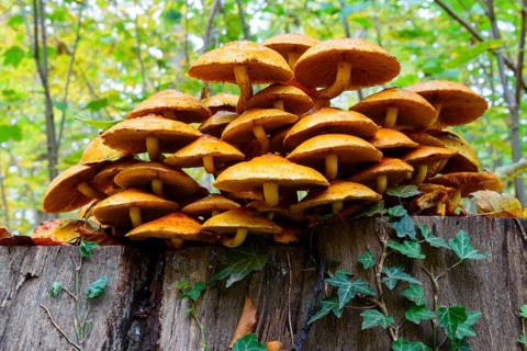 Golden Scalycap