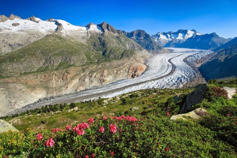 Wannenhoerner and Aletsch glacier with alpine roses