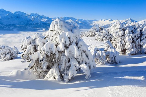 Bernese Alps