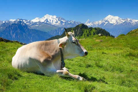 Swiss Alps