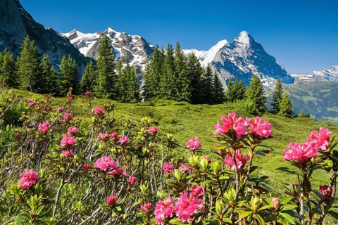 Eiger and Moench