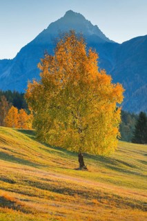 Birch in front of Piz Nair