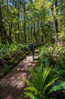 Hiker on trail through forest with ferns