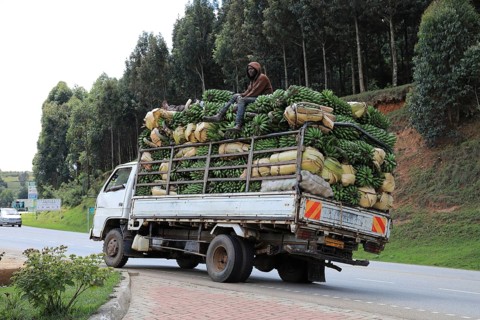 Truck overloaded with loaded banana plants