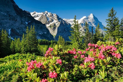 Eiger and Moench