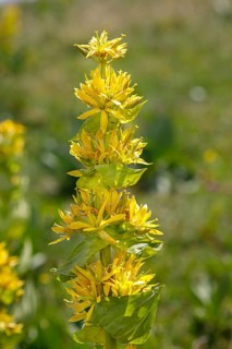 Great yellow gentian