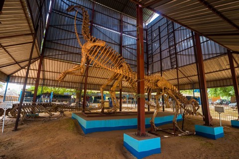 Dinosaur Skeleton in covered hall