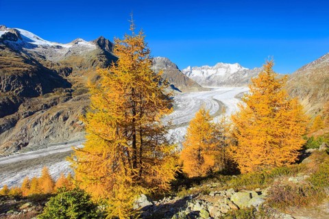 Great Aletsch Glacier and Wannenhorns