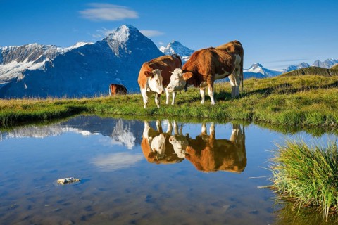 Cows in front of Eiger and Jungfrau