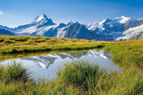 Schreckhorn
