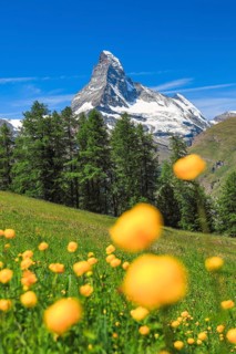 Matterhorn with troll flowers
