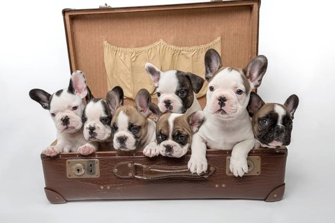 French bulldogs