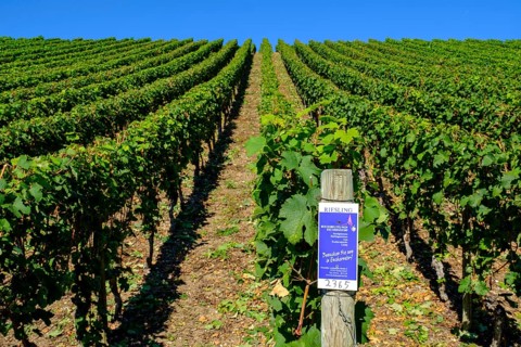Vineyards Escherndorfer Lump