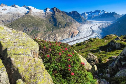 Wannenhoerner and Aletsch glacier with alpine roses