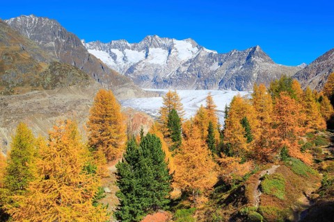 Great Aletsch Glacier and Wannenhorns