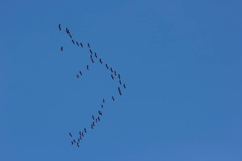 Bird migration