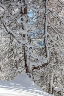 Winter landscape