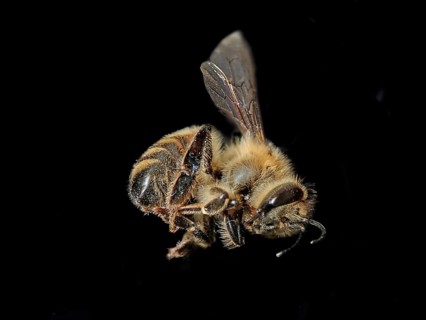 Insect mortality