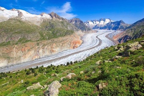 Wannenhoerner and Aletsch glacier with alpine roses