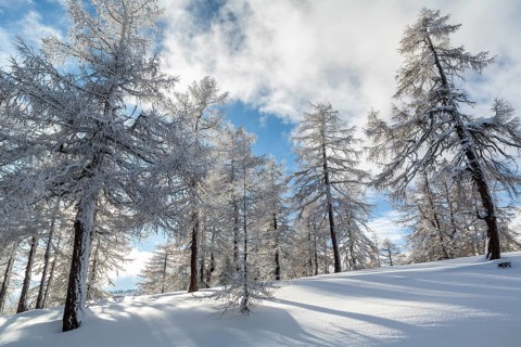 Winter landscape