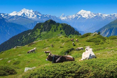 Swiss Alps