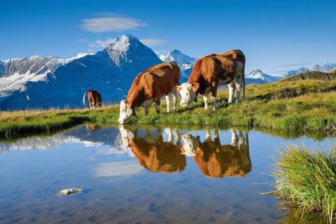 Cows in front of Eiger and Jungfrau